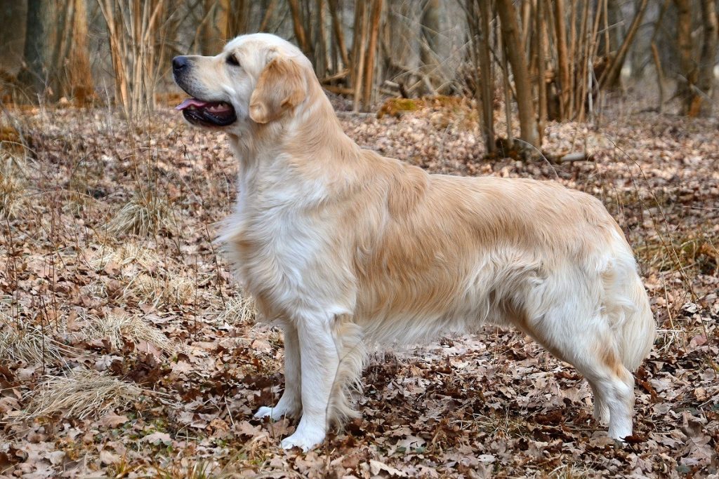 double-coated-dog-breeds