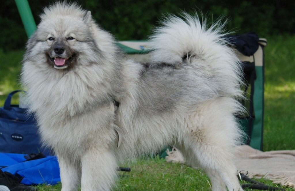 softest-dog-breeds